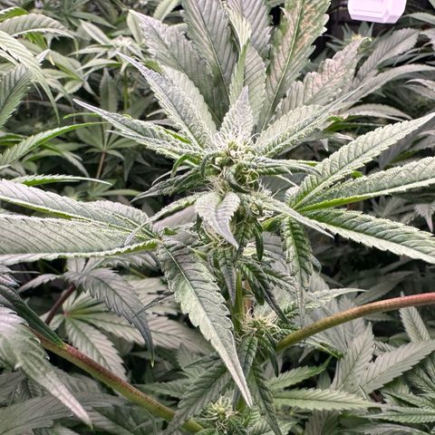 CxLAZ #31 C growlog timeline photo
