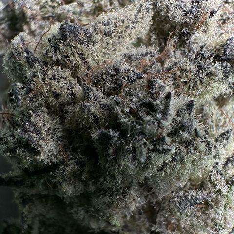 Misc x (LA Kush x Zkittles) #29 25.69g growlog timeline photo
