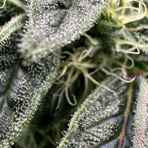 CxLAZ #20 C1 25g growlog timeline photo