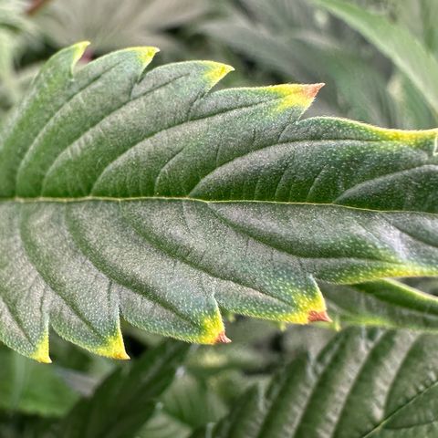 MiscxLAZ #37 C growlog photo: Possible nute burn