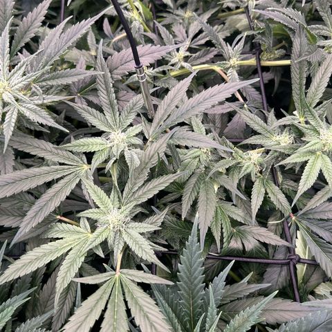 Fuel D.OG #1 Female 47.36g growlog timeline photo