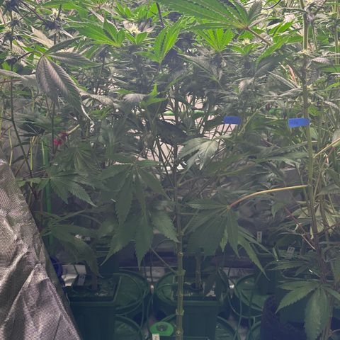 Fuel D.OG #1 Female 47.36g growlog timeline photo