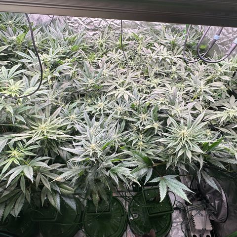 Fuel D.OG #1 Female 47.36g growlog timeline photo