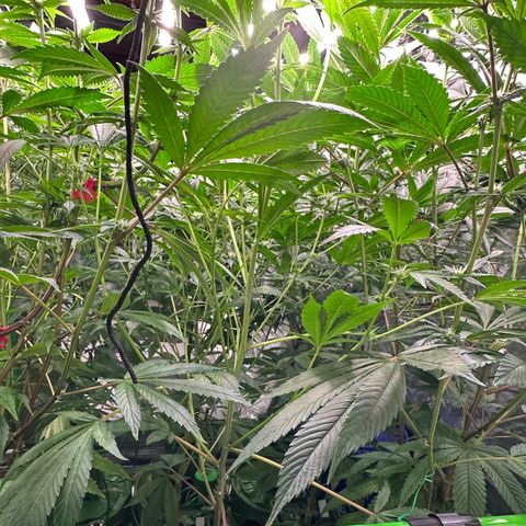 CxLAZ #31 C growlog timeline photo