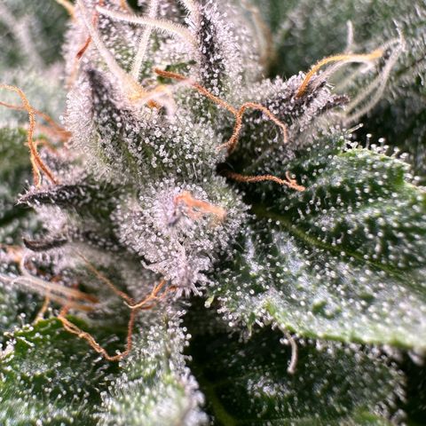 MiscxLAZ #29 C growlog timeline photo