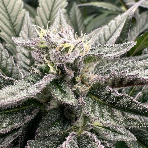 MiscxLAZ #22 C 42.33g growlog timeline photo