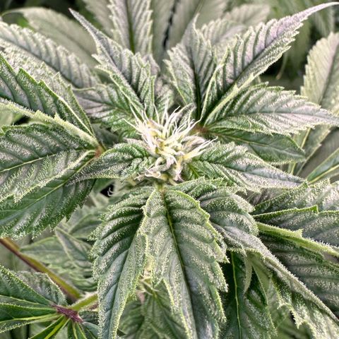 MiscxLAZ #37 C growlog timeline photo