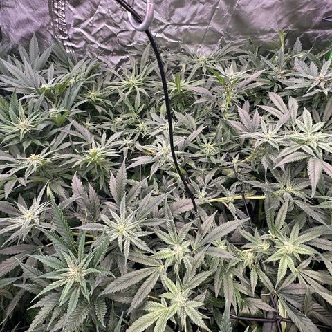 Fuel D.OG #1 Female 47.36g growlog timeline photo