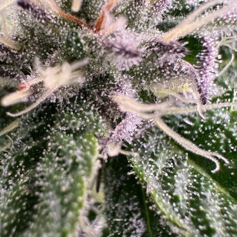 MiscxLAZ #22 C 42.33g growlog timeline photo