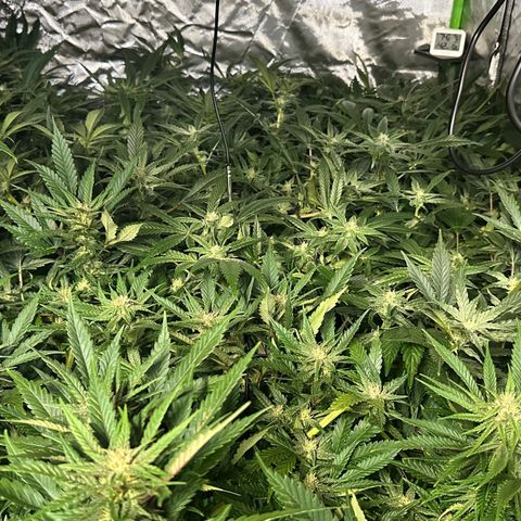 Fuel D.OG #1 Female 47.36g growlog timeline photo