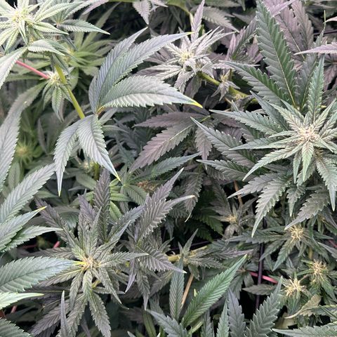 Fuel D.OG #1 Female 47.36g growlog timeline photo