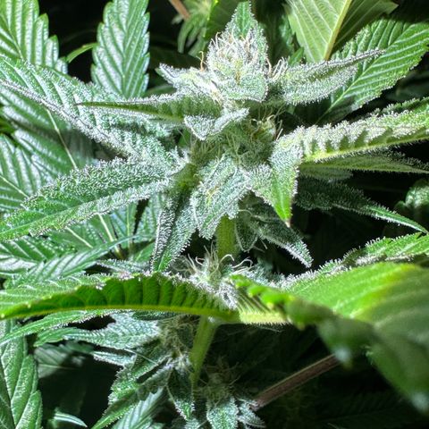 MiscxLAZ #29 C growlog timeline photo