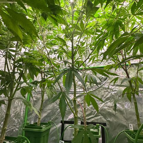 CxLAZ #20 C1 25g growlog timeline photo