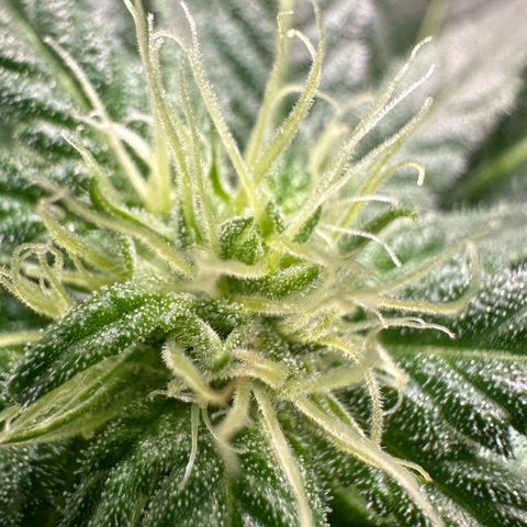 Fuel D.OG #1 Female 47.36g growlog timeline photo