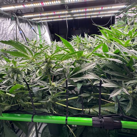 Fuel D.OG #1 Female 47.36g growlog timeline photo