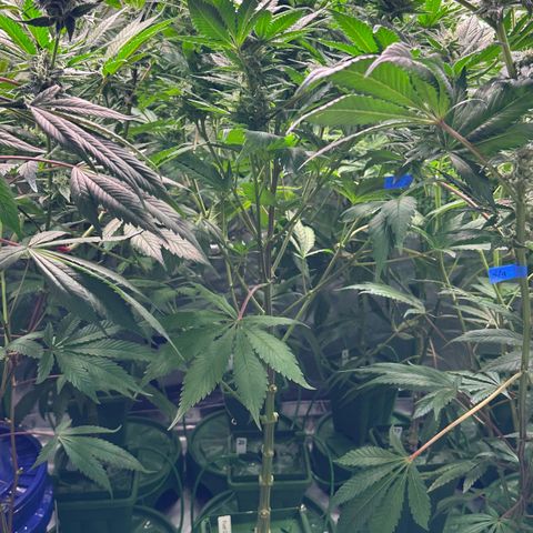 Fuel D.OG #1 Female 47.36g growlog timeline photo