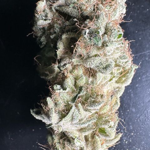 CxLAZ #20 13.7g growlog timeline photo