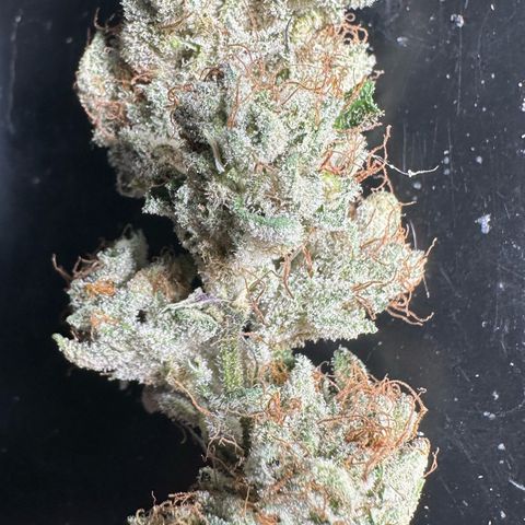 Misc x (LA Kush x Zkittles) #04 10.54g growlog timeline photo