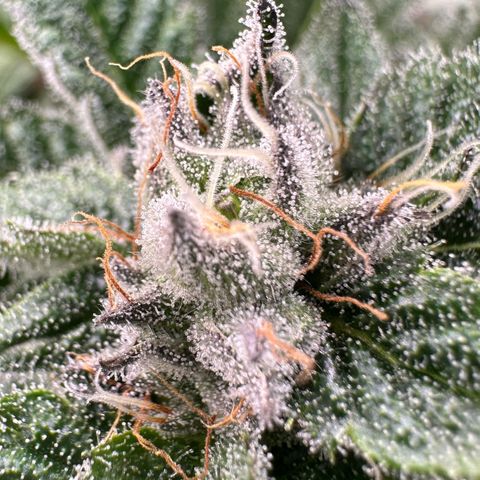 MiscxLAZ #29 C growlog timeline photo