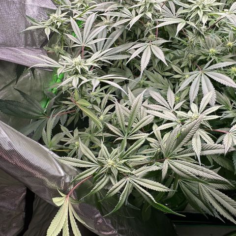 CxLAZ #03 C #1 58.58g growlog timeline photo