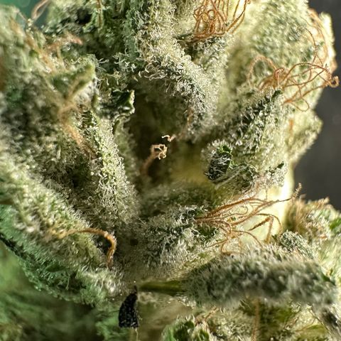 Misc x (LA Kush x Zkittles) #35 28.55g growlog timeline photo