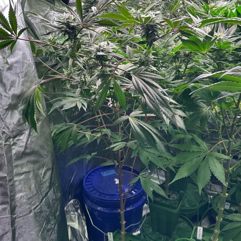 CxLAZ #03 C #1 58.58g growlog timeline photo