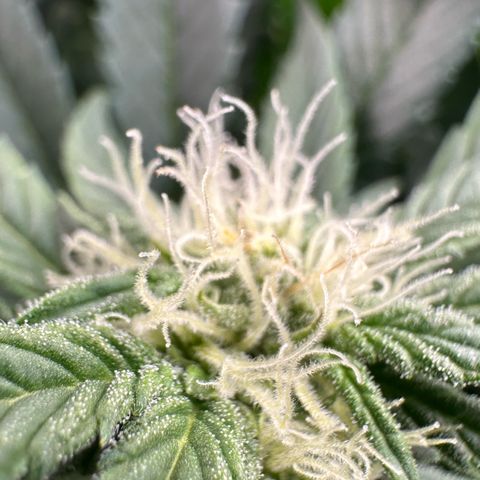Fuel D.OG #2 Female 49.44g M growlog timeline photo