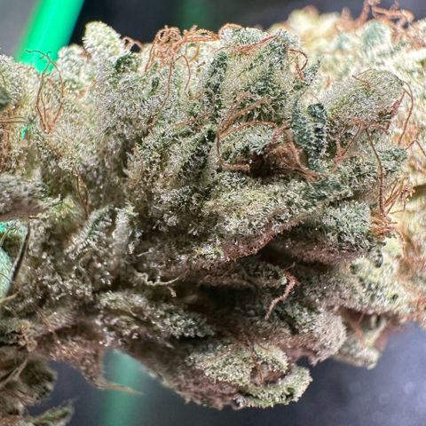 CxLAZ #06 growlog timeline photo