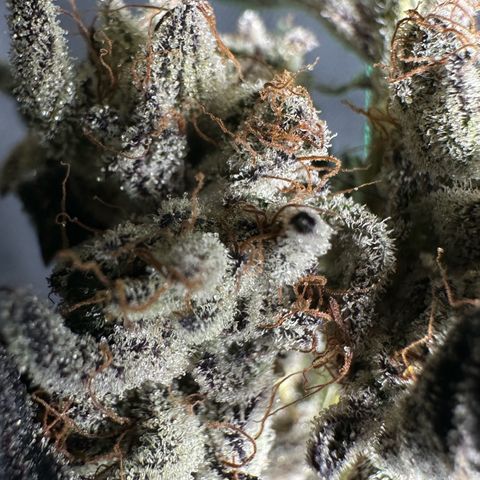 Misc x (LA Kush x Zkittles) #10 growlog photo: Moved to plastic bag