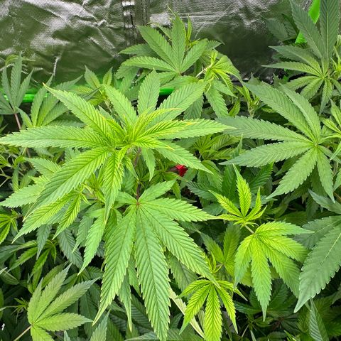 MiscxLAZ 5-4 34.63g growlog timeline photo