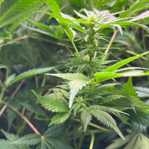 Fuel D.OG #1 Female 47.36g growlog timeline photo