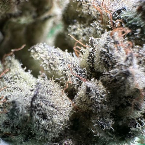 Misc x (LA Kush x Zkittles) #29 25.69g growlog timeline photo