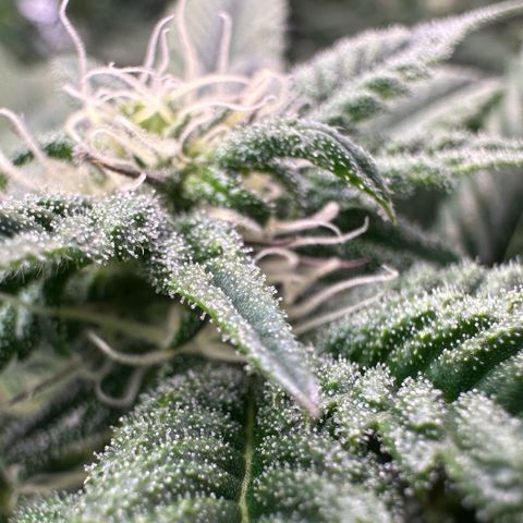 MiscxLAZ 5-4 34.63g growlog timeline photo
