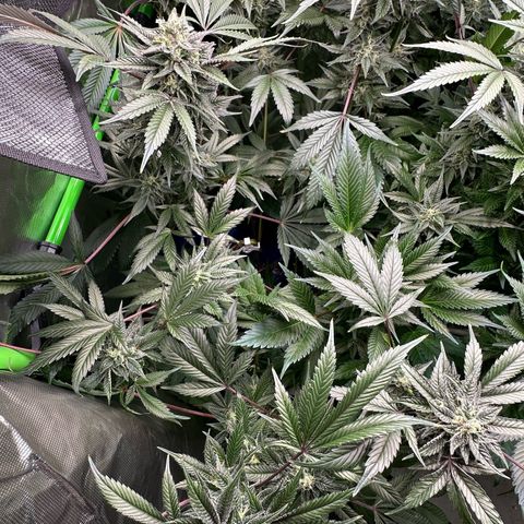 CxLAZ #03 C #1 58.58g growlog timeline photo