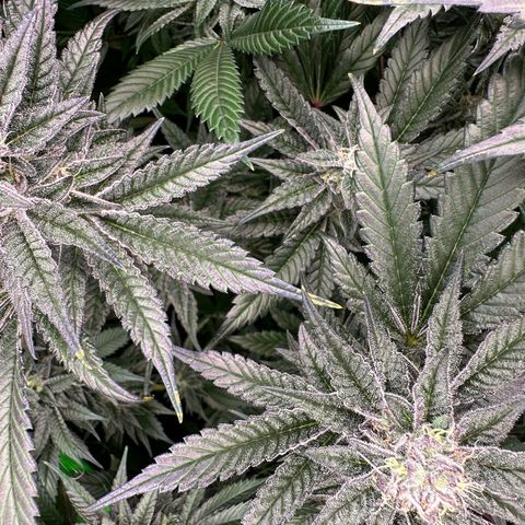 MiscxLAZ #22 C 42.33g growlog timeline photo