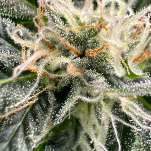 Fuel D.OG #2 Female 49.44g M growlog timeline photo