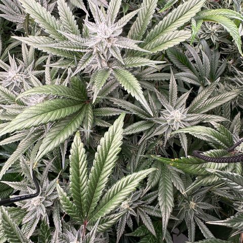 MiscxLAZ #29 C growlog timeline photo