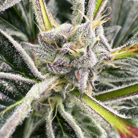 MiscxLAZ #37 C growlog timeline photo