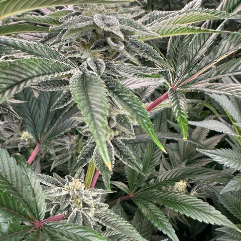 MiscxLAZ #26 C #1 47.15g growlog timeline photo