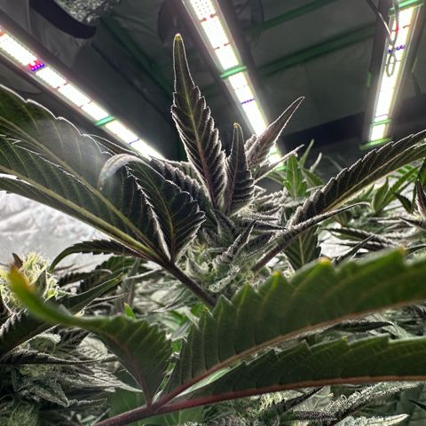 MiscxLAZ #22 C 42.33g growlog timeline photo