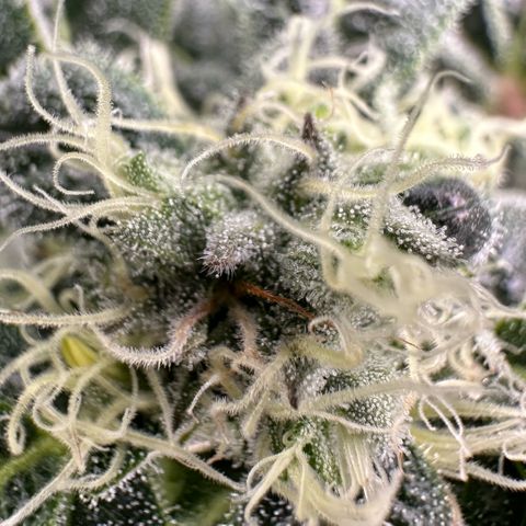 MiscxLAZ #08 C #1 growlog timeline photo
