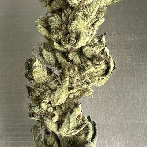 Misc x (LA Kush x Zkittles) #23 28.19g growlog timeline photo