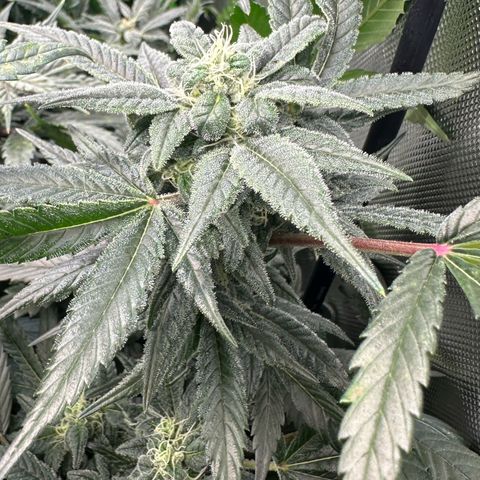 MiscxLAZ #08 C #1 growlog timeline photo