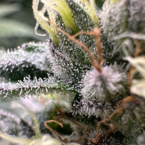 CxLAZ #03 C #1 58.58g growlog timeline photo