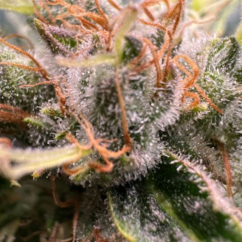 Fuel D.OG #1 Female 47.36g growlog timeline photo