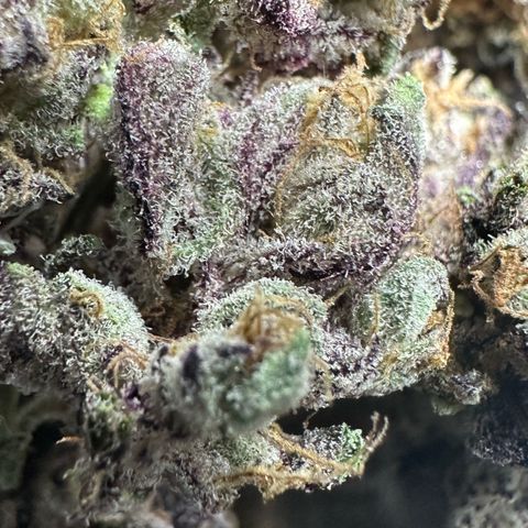 Misc x (LA Kush x Zkittles) #37 42.26g growlog timeline photo