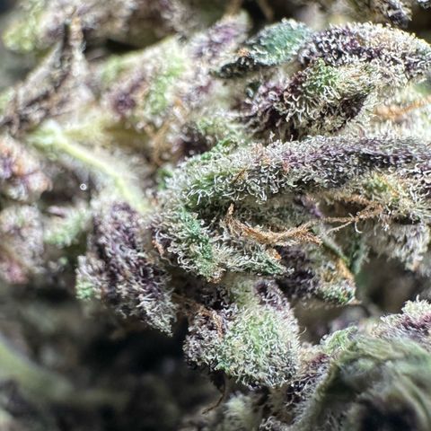 CxLAZ #03 45.52g growlog timeline photo