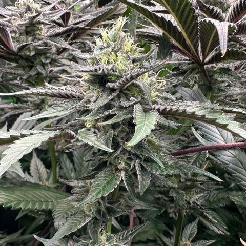 CxLAZ #03 C #1 58.58g growlog timeline photo