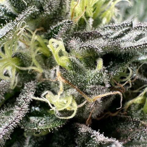 CxLAZ #03 C #1 58.58g growlog timeline photo