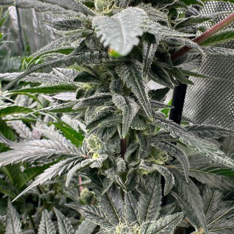 MiscxLAZ #08 C #1 growlog timeline photo